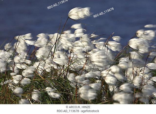 Cotton Grass Varanger peninsula Finnmark Norway Eriophorum angustifolium