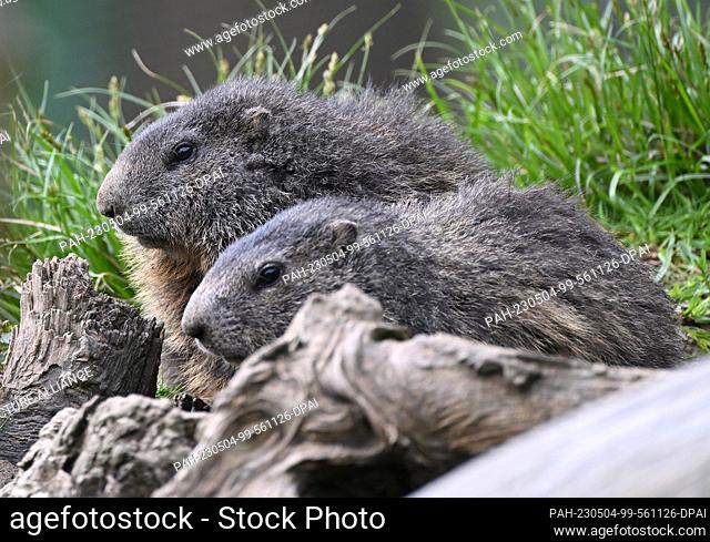 FILED - 03 May 2023, Austria, Innsbruck: Two marmots in the Alpine Zoo Innsbruck. Photo: Angelika Warmuth/dpa. - Innsbruck/Tyrol/Austria
