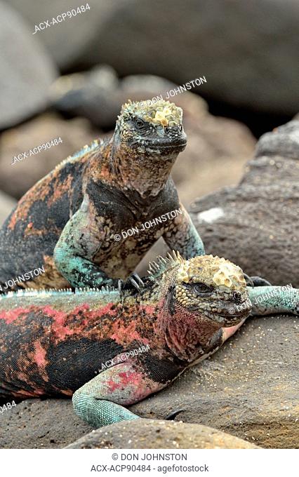Marine iguana (Amblyrhynchus cristatus), Galapagos Islands National Park, Espanola (Hood) Island, Punta Suarez, Ecuador