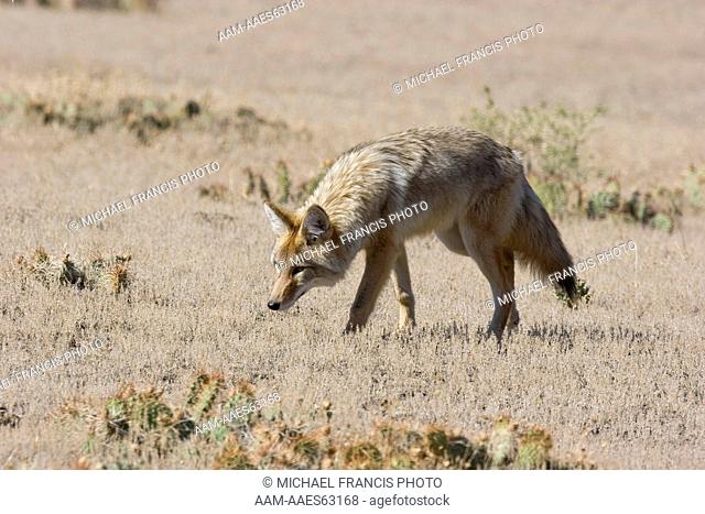 Coyote (Canis latrans), portrait in grasslands habitat during fall Yellowstone National Park Montana