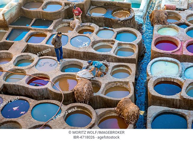 Worker dyeing leather, basin with paint, dyeing, tannery Tannerie Chouara, tanner and dyer quarter, Fes el Bali, Fez, Morocco