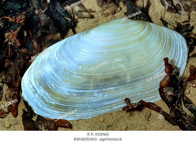 common otter clam (Lutraria lutraria), shell among algae in the sand
