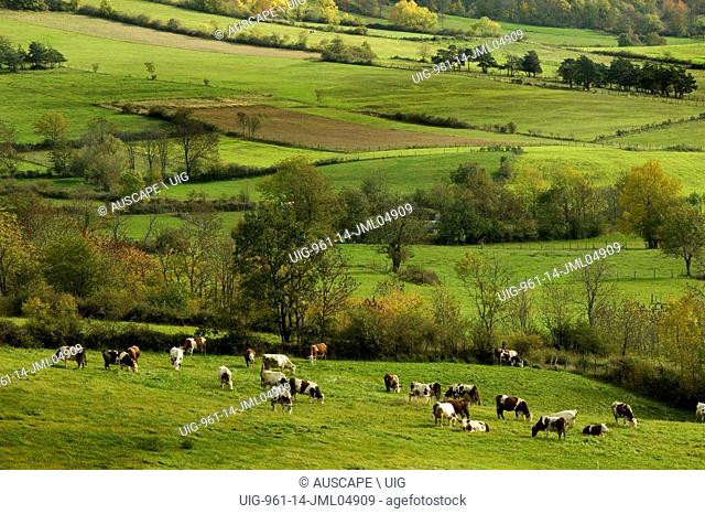 Scene in the upper reaches of the Loire with grazing dairy cattle. Massif Central, Auverge-Rhone-Alpes, France. (Photo by: Auscape/UIG)