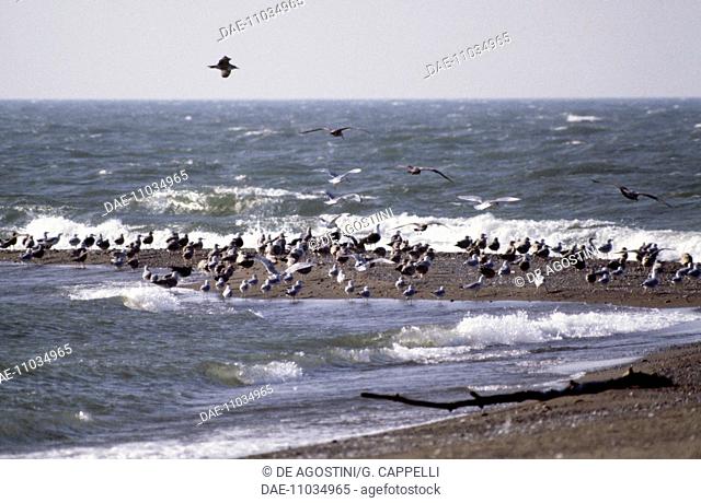 European Herring Gull (Larus argentatus) and ring-billed gull (Larus delawarensis) flying over Lake Erie, Point Pelee National Park, Ontario, Canada