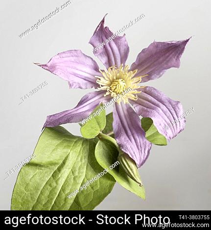 A single purple flower against a grey background