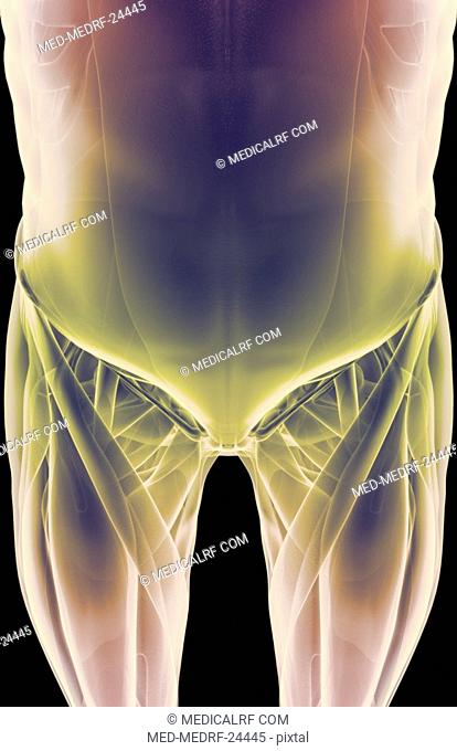 The muscles of the pelvis
