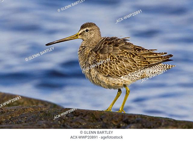 Short-billed Dowitcher Limnodromus griseus perched on a rock in Victoria, BC, Canada