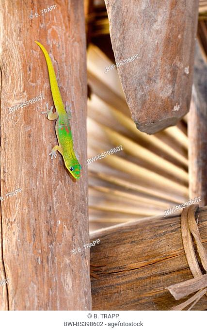 Gold dust day gecko (Phelsuma laticauda), Gold dust day gecko at the Ankarana Lodge on Madagascar, Madagascar, Naturreservat Ankarana