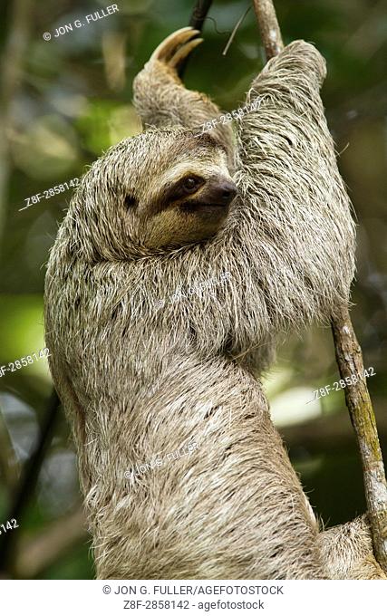 The Brown-throated Sloth, Bradypus variegatus, is a species of Three-toed Sloth found in Central and South America. Shown here in Costa Rica