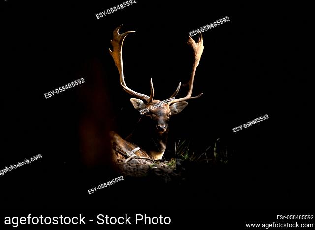 Fallow deer, dama dama, lying in a shadow of forest illuminated by the sunlight. Mysterious stag down on the ground in darkness