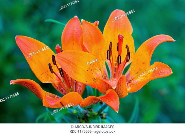 Orange lily, Lilium bulbiferum