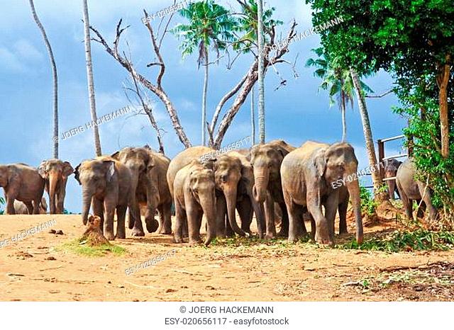 Elephants at the Pinnawela Elephant Orphanage in Sri Lanka