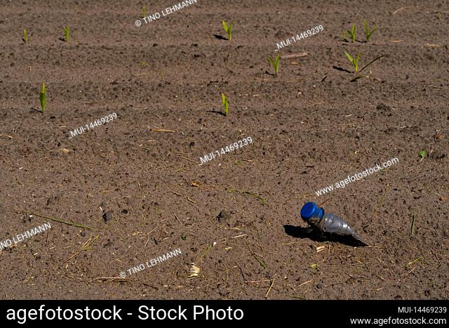 Pollution, plastic bottle in a corn field, very small freshly grown corn plants in the background, shallow depth of field