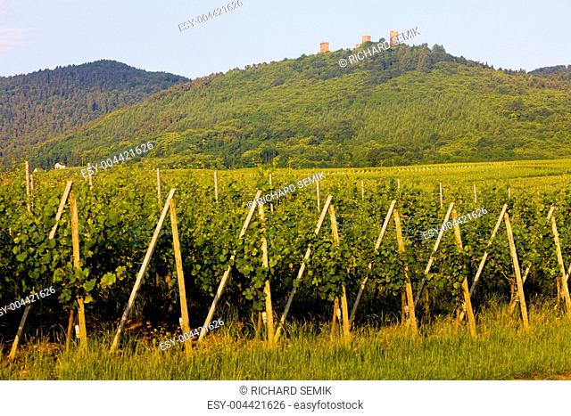 ruins of castle and vineyards near Eguishem, Alsace, France