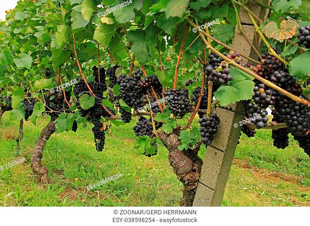 Wine-growing area Ortenau