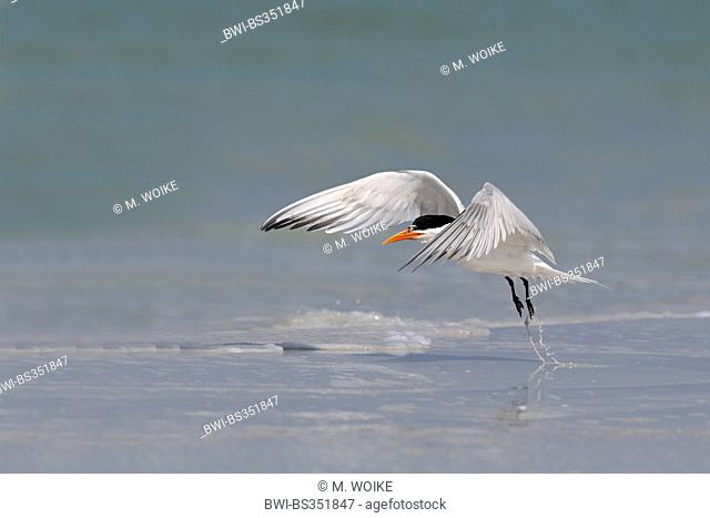 royal tern (Thalasseus maximus, Sternea maxima), flies up from the water, USA, Florida