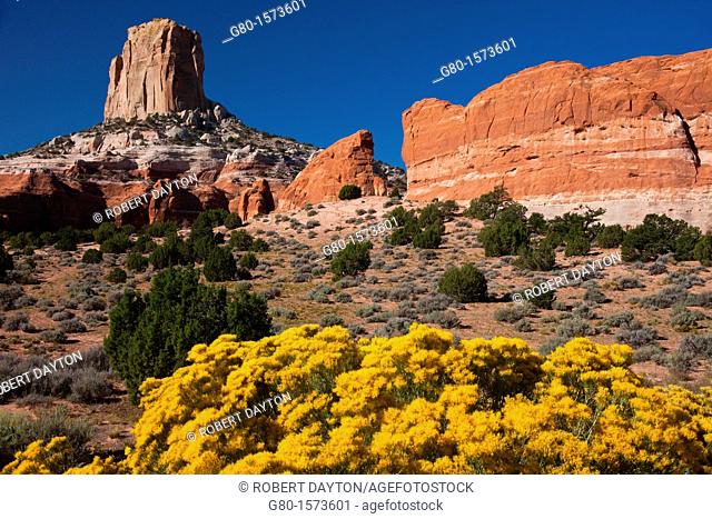 Wildflowers bloom in the summer in the red rock country of Arizona