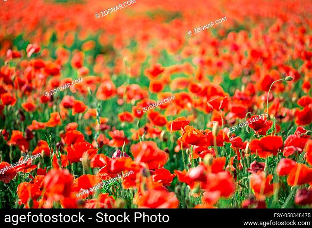 Large field with beautiful red poppies. Summer landscape with flowers. Red flowers. Red poppy buds. Meadow with poppy flowers