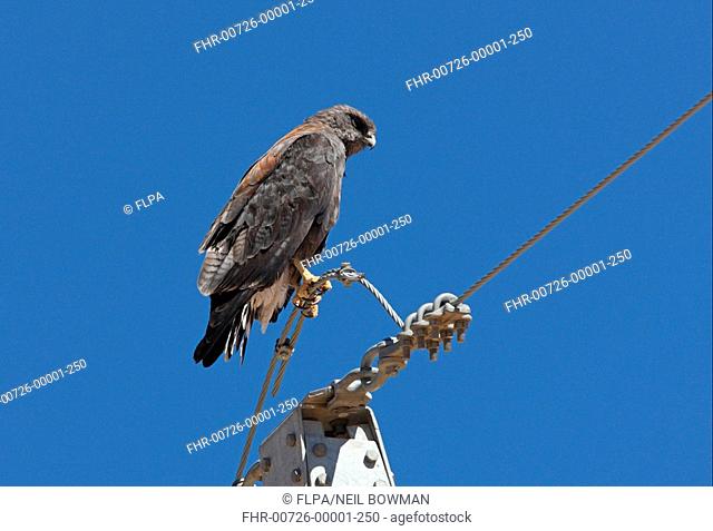 Puna Hawk Buteo poecilochrous adult male, perched on powerline, Jujuy, Argentina, january