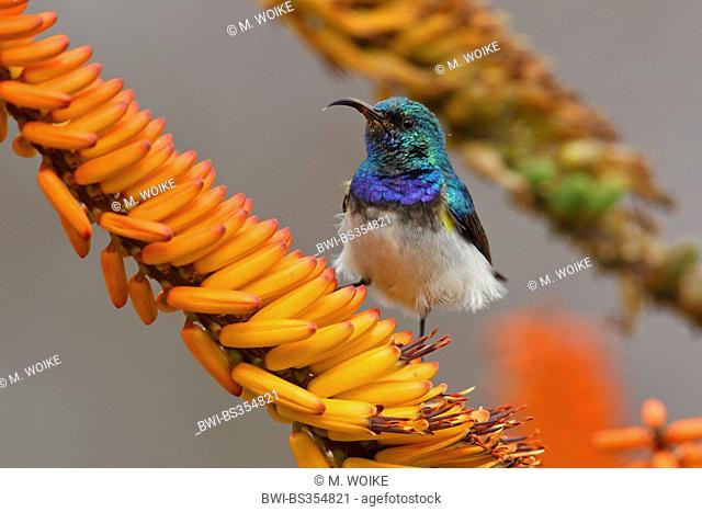 Southern white-bellied sunbird (Nectarinia talatala), male stands on an aloe blossom, South Africa, Kruger National Park