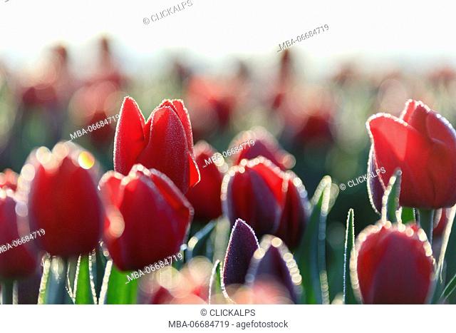 Close up of red tulips in bloom in the countryside of Berkmeer municipality of Koggenland North Holland The Netherlands Europe