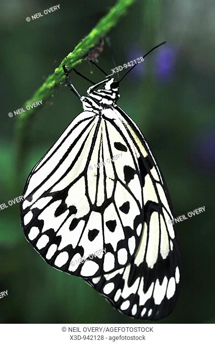 Rice Paper butterfly (Idea leuconoe) hanging from stem of plant
