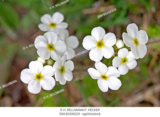 Sweet flower rock jasmine, Sweetflower rockjasmine, Bastard Rock Jasmine (Androsace chamaejasme), blooming, Germany