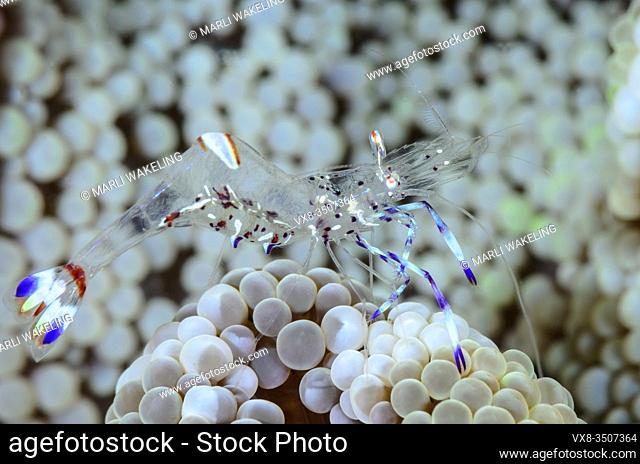 Holthuis' anemone shrimp, Ancylomenes holthuisi, Lembeh Strait, North Sulawesi, Indonesia, Pacific