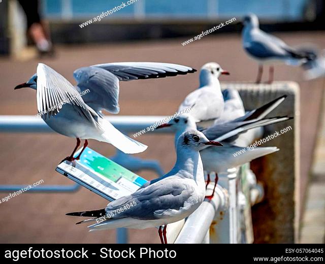 Black-tailed gulls stand on railings in Yamashita Park on the Yokohama Waterfront overlooking Tokyo Bay. In Japanese, these plentiful birds are often called...