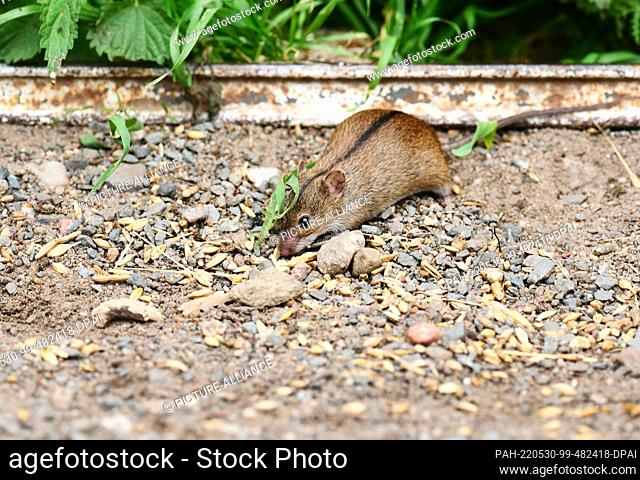 27 May 2022, Berlin: 27.05.2022, Berlin. A fire mouse (Apodemus agrarius) sits on the ground in a farm and eats grains, which have fallen down here