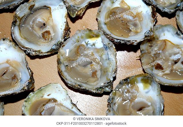 On the Old Town Square took place ninth annual championship of the Czech Republic in the opening oysters, Prague, Czech Republic, March 27