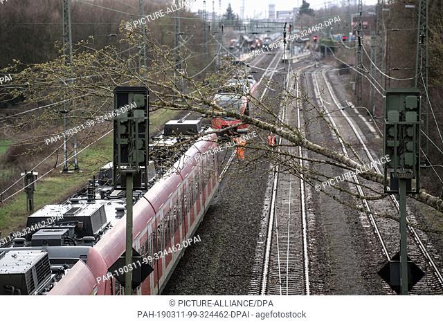 11 March 2019, North Rhine-Westphalia, Dormagen: A fallen tree lies on the overhead line of a railway line near Dormagen