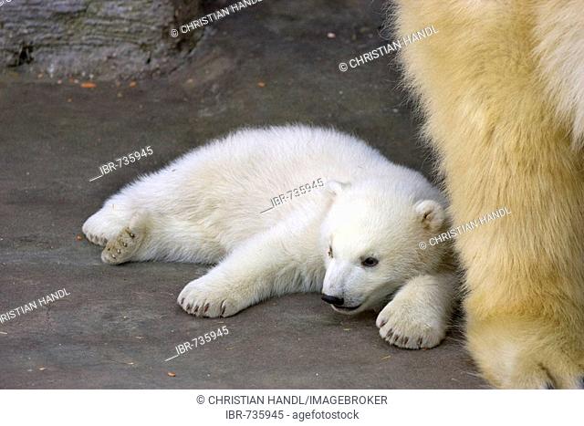 Polar Bear (Ursus maritimus) cub, one of two twins born December 2007 at Schoenbrunn Zoo, Vienna, Austria, Europe