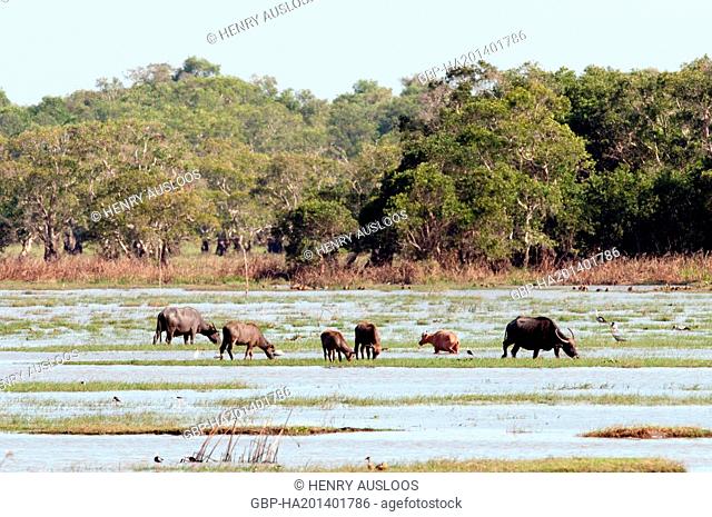 Water buffalo (Bubalus bubalis) - Tale Noi - Patthalung - Thailand Buffle d'eau