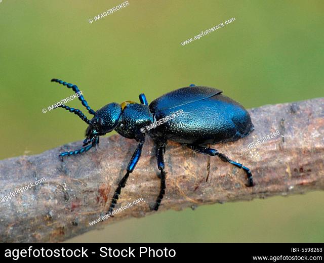Black Oil Beetle (Meloe proscarabaeus) adult male, resting on twig, Cannobina Valley, Italian Alps, Piedmont, Italy, Europe
