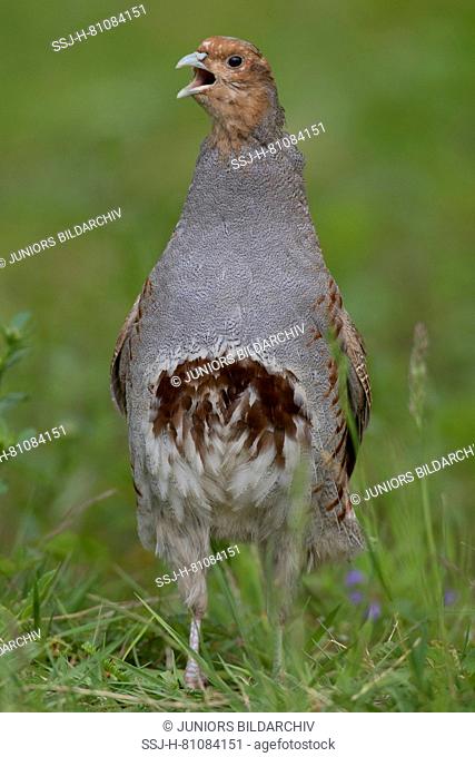Grey Partridge (Perdix perdix). Male calling, Germany