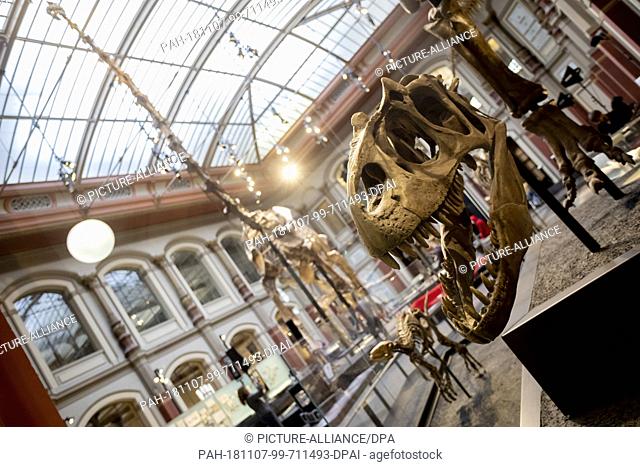 07 November 2018, Berlin: The skull of an Allosaurus is exhibited in the Berlin Museum of Natural History. The Berlin Museum of Natural History receives a...