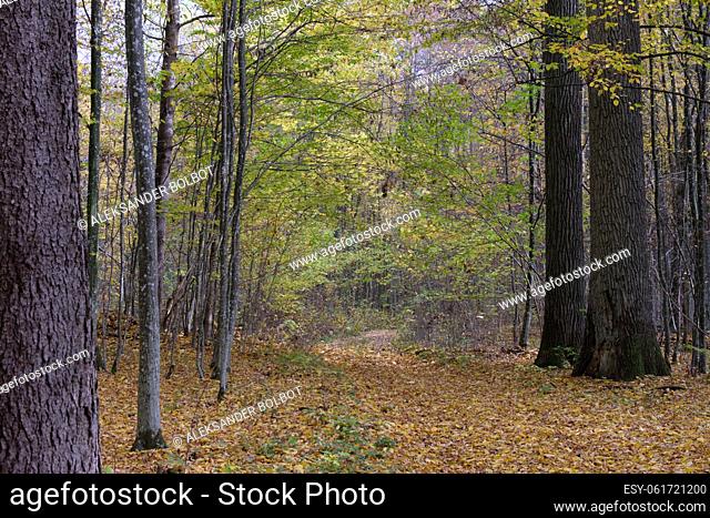 Autumnal midday in deciduous forest stand with old oak and spruce trees and path crossing stand, Bialowieza Forest, Poland, Europe