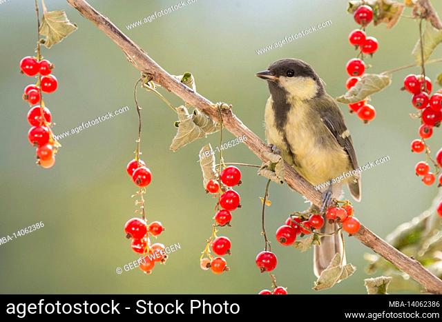 titmouse is standing on a branch with red currant