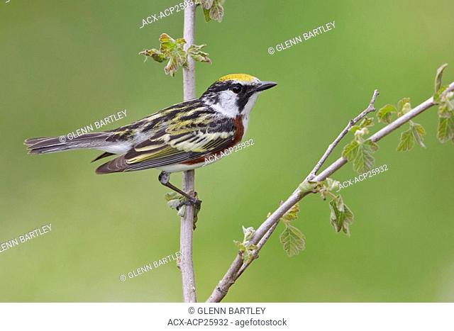 A Chestnut-sided Warbler Dendroica pensylvanica perched on a branch at the Carden Alvar in Ontario, Canada