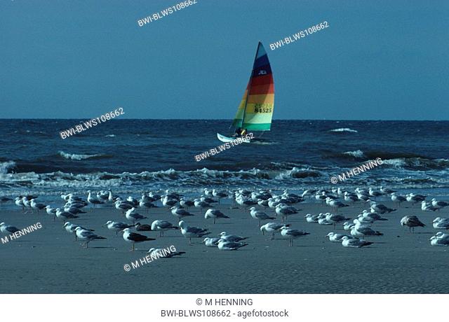 gulls Larinae, gulls on the beach with catamaran, Germany, Amrum, Kniepsand