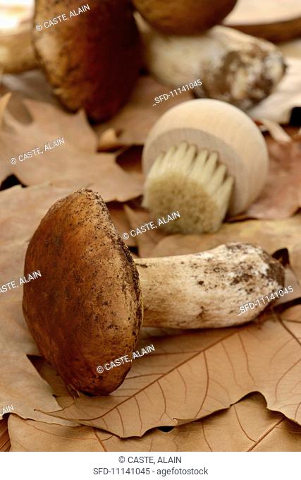 Porcini mushrooms and a brush on autumnal leaves