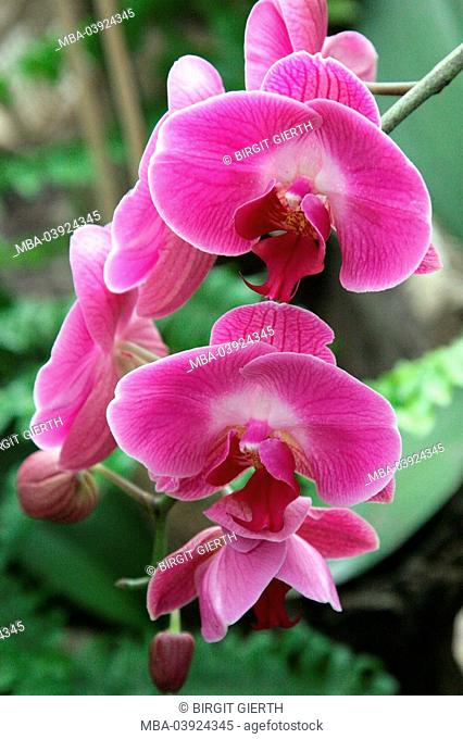 Orchid, Phalaenopsis spec., bloom, pink, flower, boy-herb-plant, Orchidaceae, orchid-bloom, ornamental-plant, petals, prime, nature, floristic, symbol, beauty