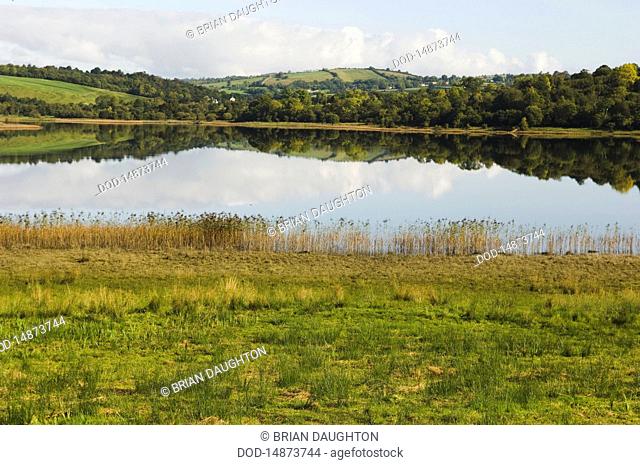 Northern Ireland, Lower Lough Erne, Fermanagh, Lakelands, Reed Bed, Near Enniskillen