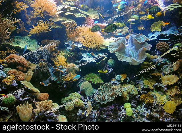 Coral reef on display at Chicago Shedd Aquarium