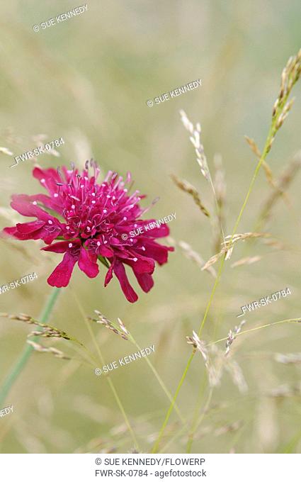 Knautia macedonica, Cornflower, Perennial cornflower, Pink subject