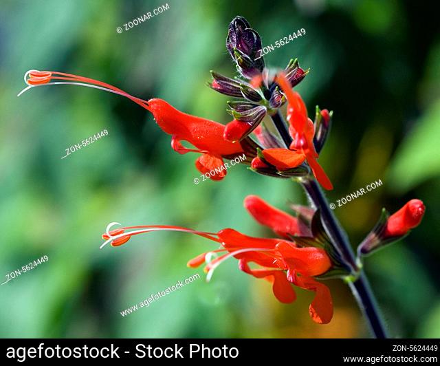Salbei; Salvia praeclara, Heilpflanzen