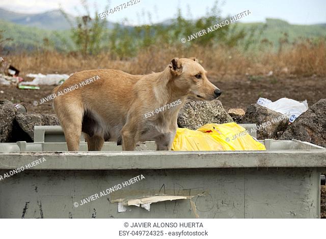 Stray dog looking for food in a dumpster