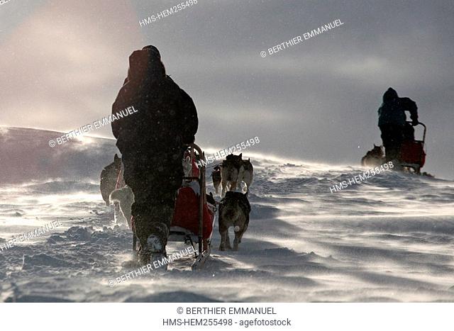 Sweden, County of Norrbotten, Lapland, Alesjaur, hiking trail of Kungsleden, road of Tjâktja, sled dog tour