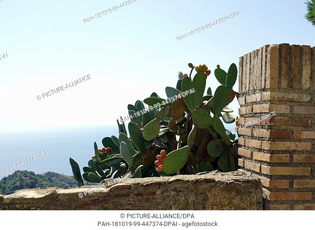 05 September 2018, Italy, Savoca: 05 September 2018, Italy, Savoca: An opuntia (cactus) stands behind a wall in the Sicilian town of Savoca